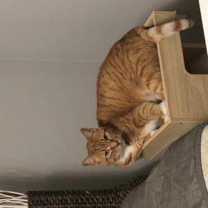 Image of BooBoo, Lost Cat