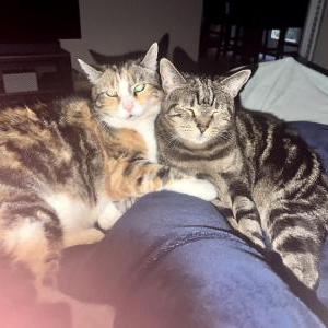 Lost Cat Sox