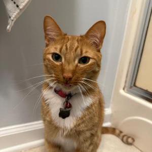 Lost Cat Benny