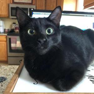 Lost Cat Hex