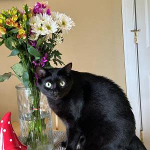 2nd Image of Hex, Lost Cat