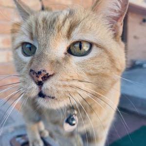 Lost Cat Little Boy