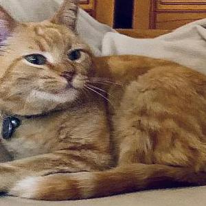 2nd Image of Little Boy, Lost Cat