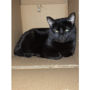 Lost Cat bella