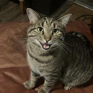 Image of Zipper, Lost Cat