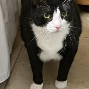 Lost Cat Momo