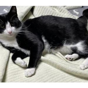 2nd Image of Momo, Lost Cat