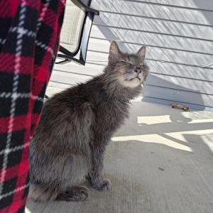 Found Cat unknown