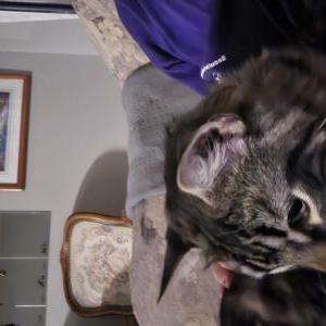 Lost Cat Dumbledor