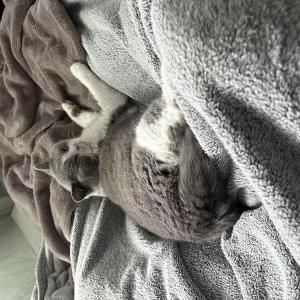 Lost Cat Judah