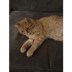 Lost Cat Sturgeous