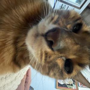 Lost Cat P