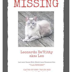 Lost Cat Leonardo Da’Kitty