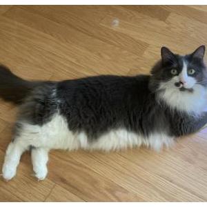 Lost Cat Ollie