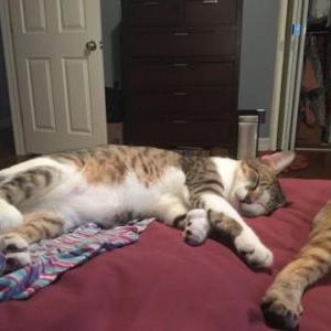 Lost Cat Wirt