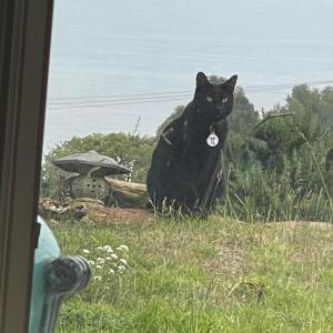 Lost Cat Bear