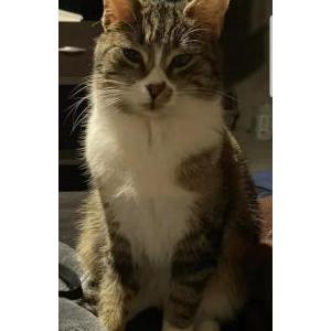 Lost Cat Unknown