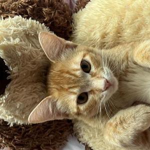 Image of Ashley Garcia, Lost Cat