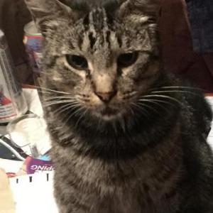 Image of Oli, Lost Cat