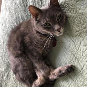 Lost Cat Charlie