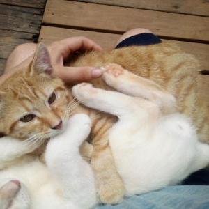 Lost Cat Nibbles