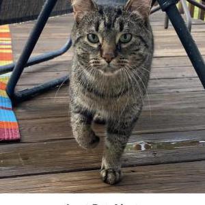 Found Cat Brando