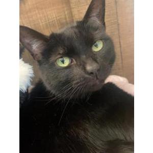 Lost Cat Lilly