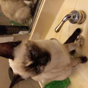 Image of OUTLAW, Lost Cat