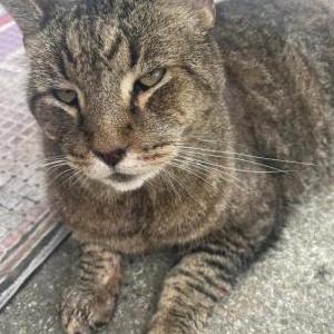 Image of Luther, Lost Cat
