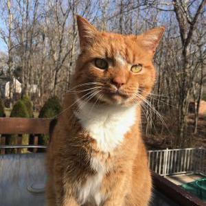 Lost Cat Pumpkin