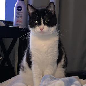 Lost Cat Lulu