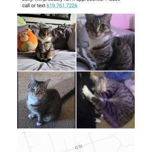 Lost Cat StinkBug