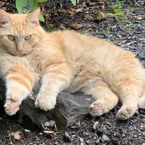Lost Cat Wendell