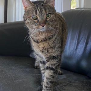 Lost Cat Cher
