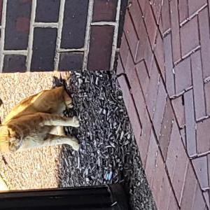 Found Cat Unknown