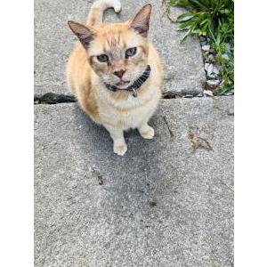 Lost Cat simba