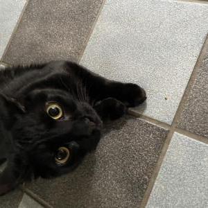 Lost Cat Moon