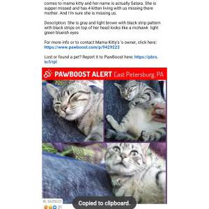 Lost Cat MamaKitty or Satarra