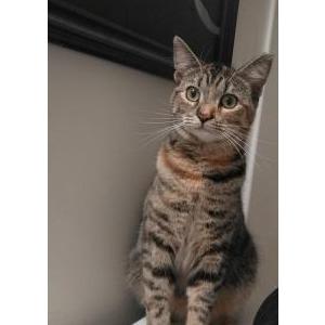 Lost Cat Fortunella