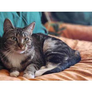 Lost Cat Bridget