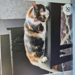 Lost Cat Marusya