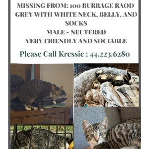 Image of Kevin, Lost Cat