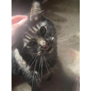 Lost Cat Koovo