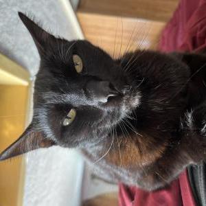 Image of Pennywise, Lost Cat
