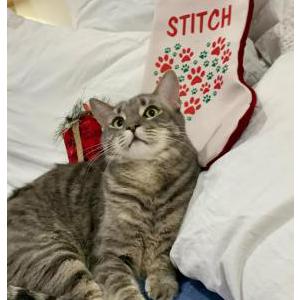 Lost Cat Stitch