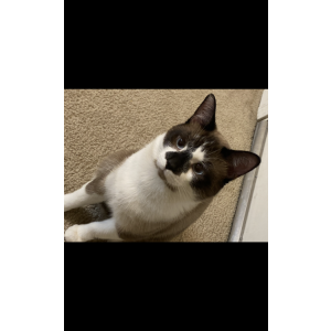 Lost Cat Leo