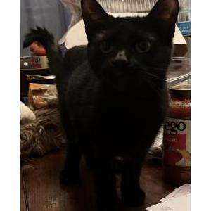 Image of Willow, Lost Cat