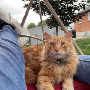 Lost Cat Meatball