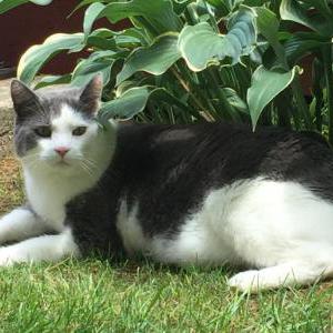Lost Cat Oscar