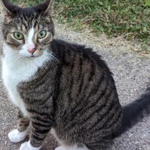 Found Cat Unknown
